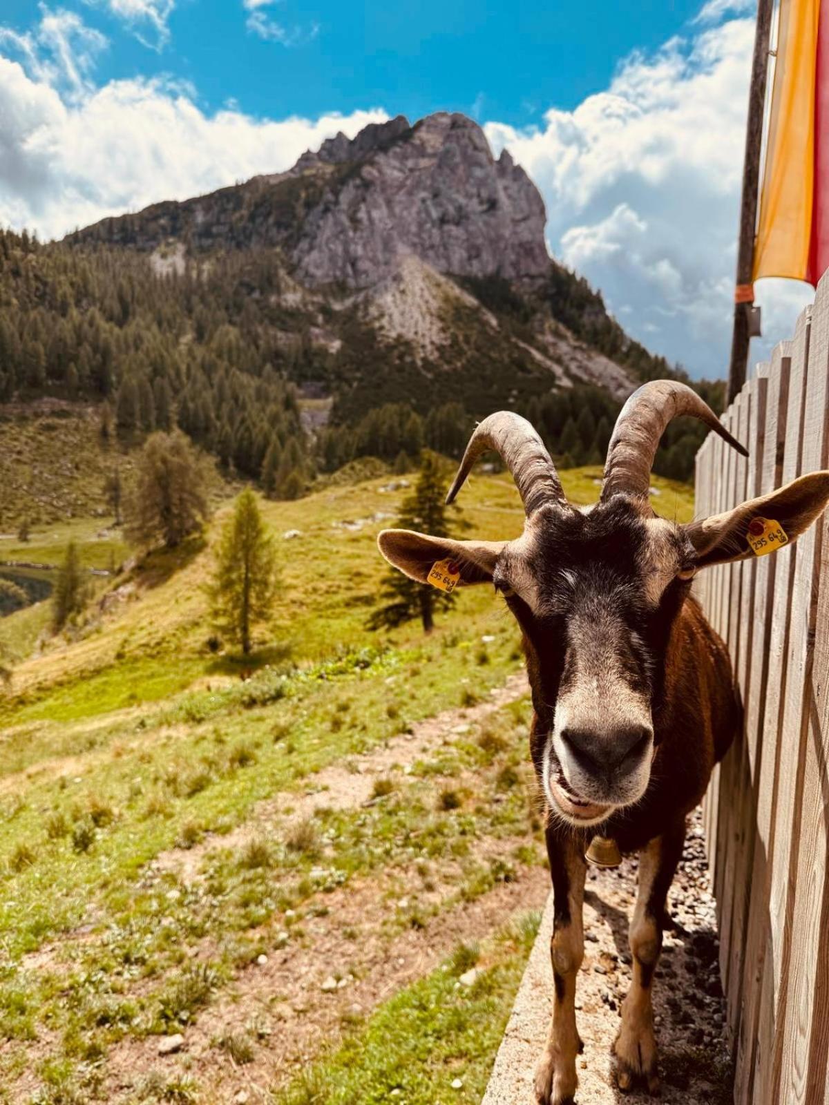 Stubihuettn Apartamento Sonnenalpe Nassfeld Exterior foto
